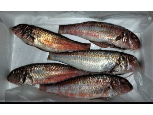 Salmonetes