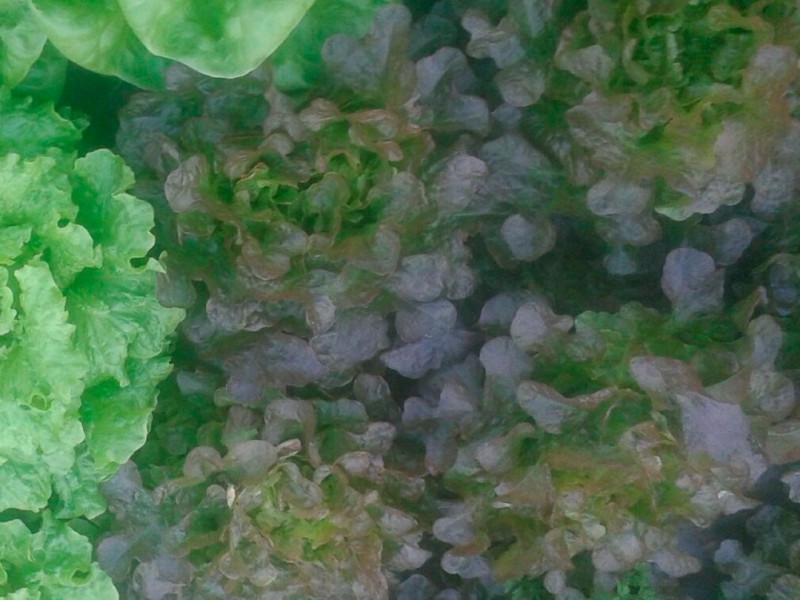 Lechuga Hoja de Roble