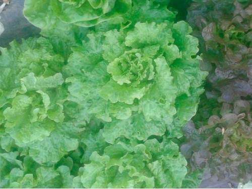 Lechuga Riza