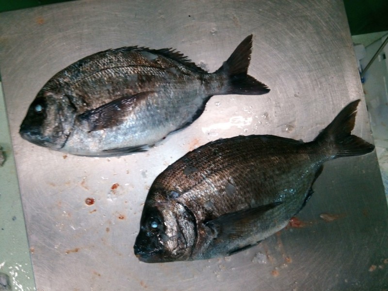 Sargo 1,25kg. Eviscerado