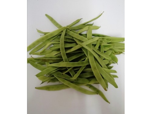 Judia Plana