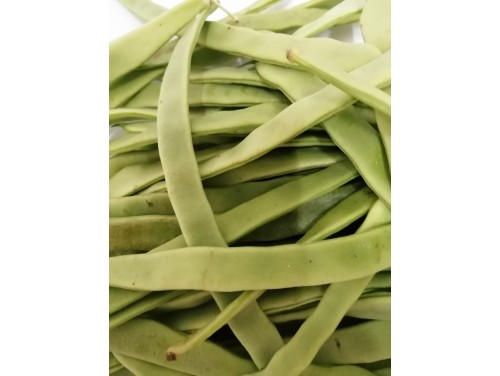 Judia Plana