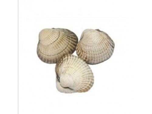 Berberecho Sup. Esp. 50 pie./Kg. Aprox.