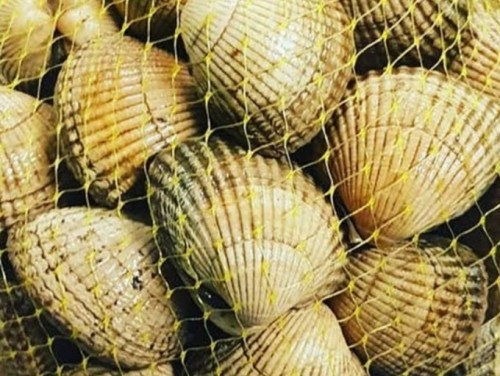 Berberecho Sup. Esp. 50 pie./Kg. Aprox.