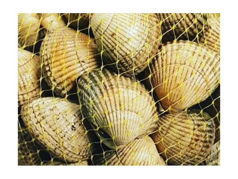 Berberecho Sup. Esp. 50 pie./Kg. Aprox.